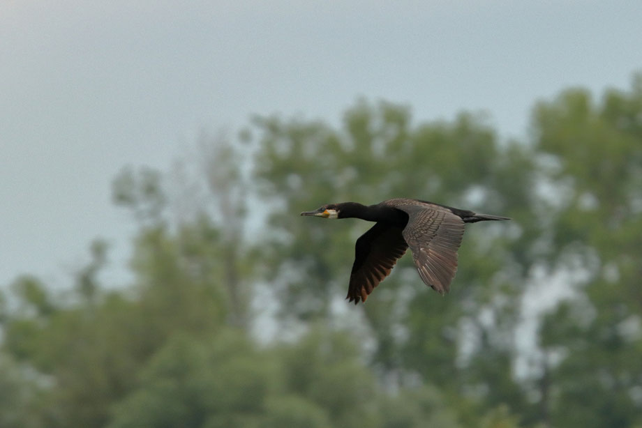 Kormoran