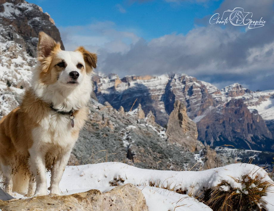 Weißer Hunde in den Dolomiten