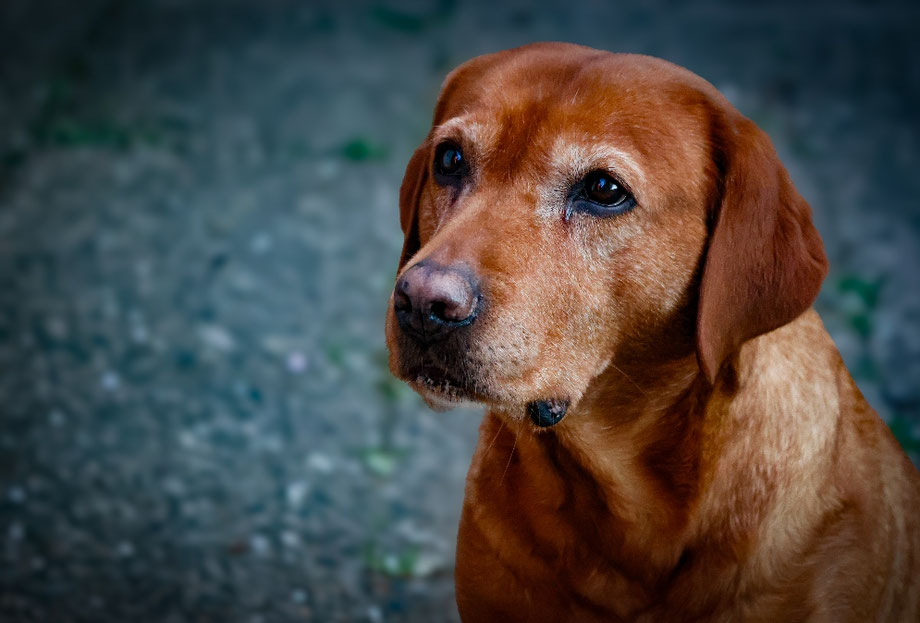 Alter brauner Hund