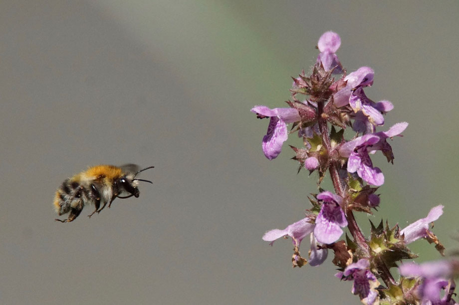 Ackerhummel in der Petite Camargue Alsacienne.