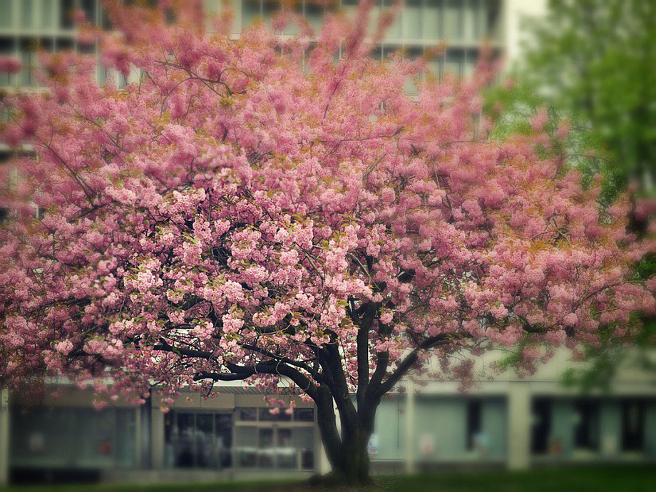 Kirschblüte in Essen