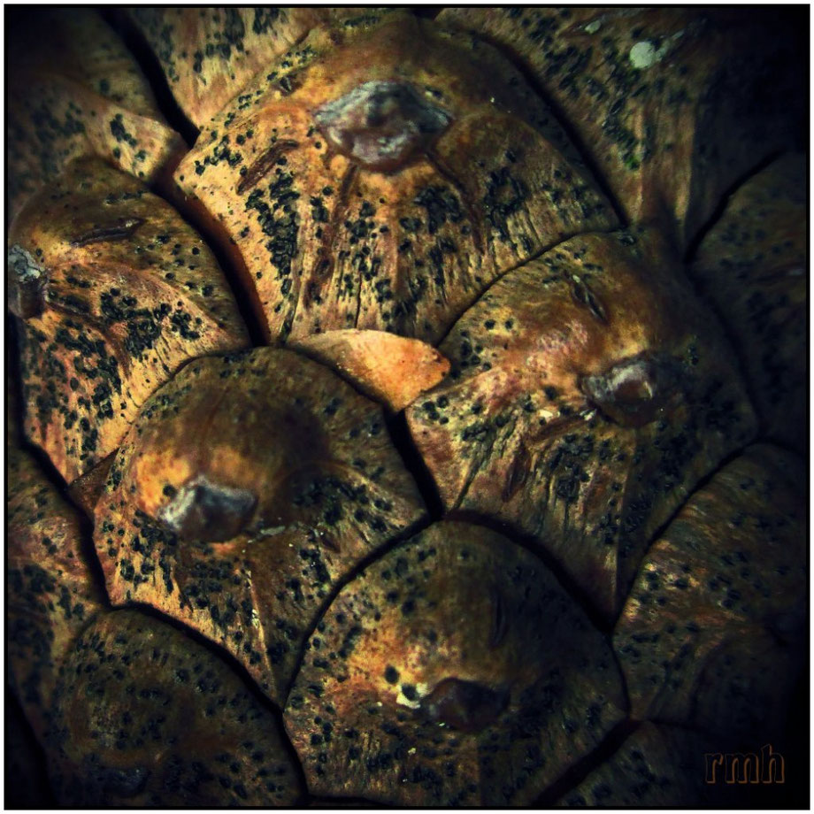 pine cone