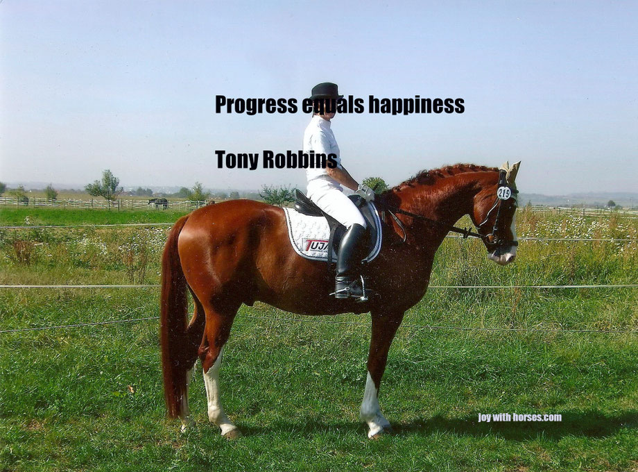 German horses for sale coaching joy with horses