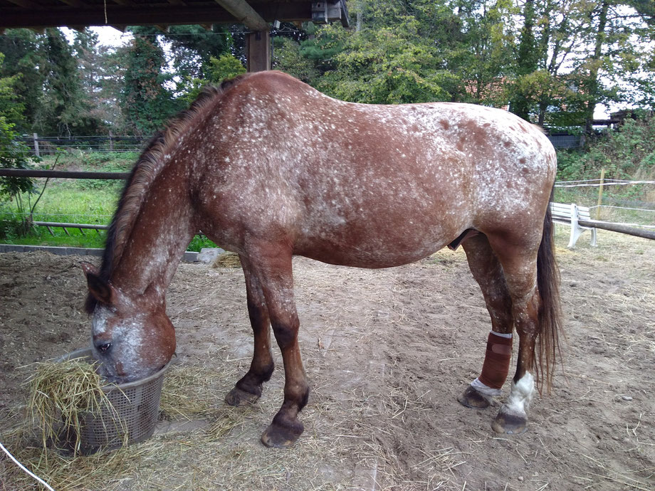 https://joy-with-horses.com Fesselträgerschaden hinten Pferd