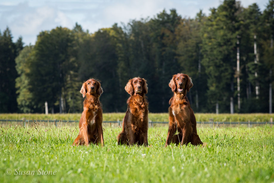 2019: Pinebay Coppersheen Columbus (Kettu), Corradeelish Sionnach (Annie), Coppersheen Erasmus (Rasmus) - die kleinere, aktive Arbeitslinie