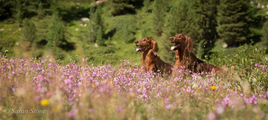 Kettu und Rasmus in der Bergwiese, 2021