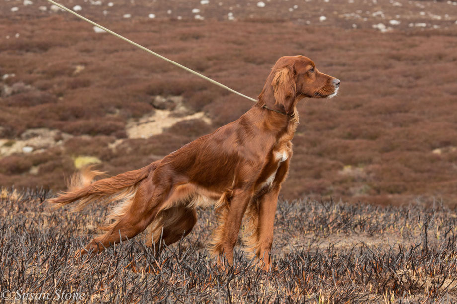 The lovely Star (16 months) on the grouse moor, ready to go! 