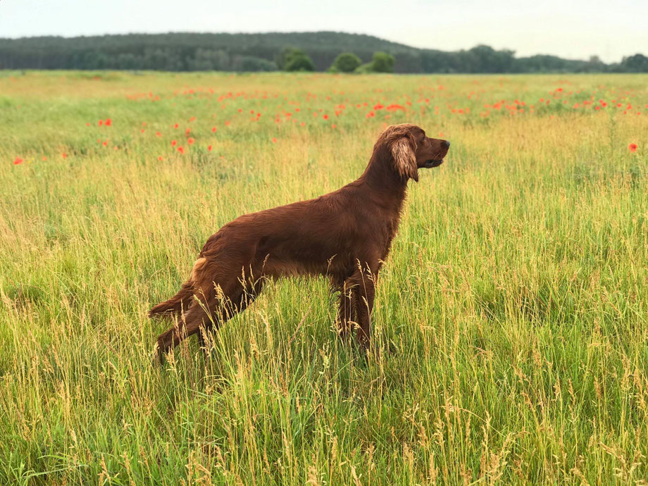 Coppersheen Eira, 18 Monate alt. Foto Alexandra Weibrecht