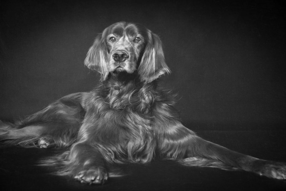 Chiron 7.11.2005 - 15.4.2020                                                                                                                                                  (Foto: dogphoto.ch)
