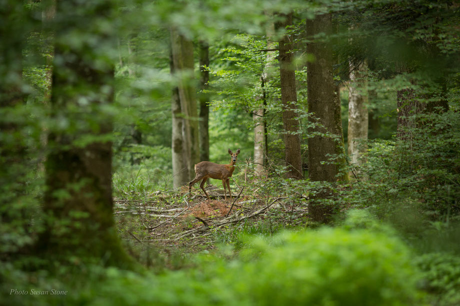 Unsere Waldbewohner