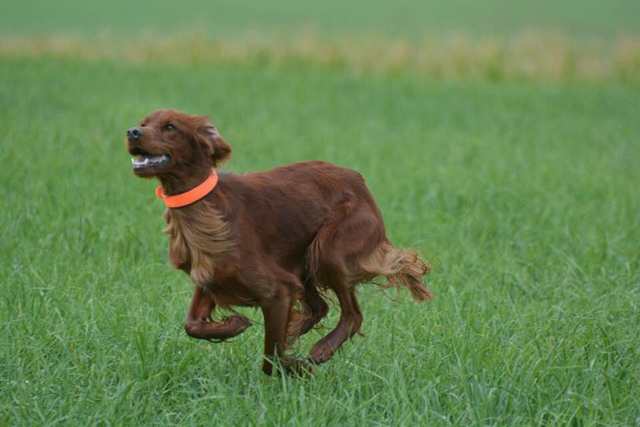 Ella im Feldtraining. Danke Rainer für das schöne Foto!