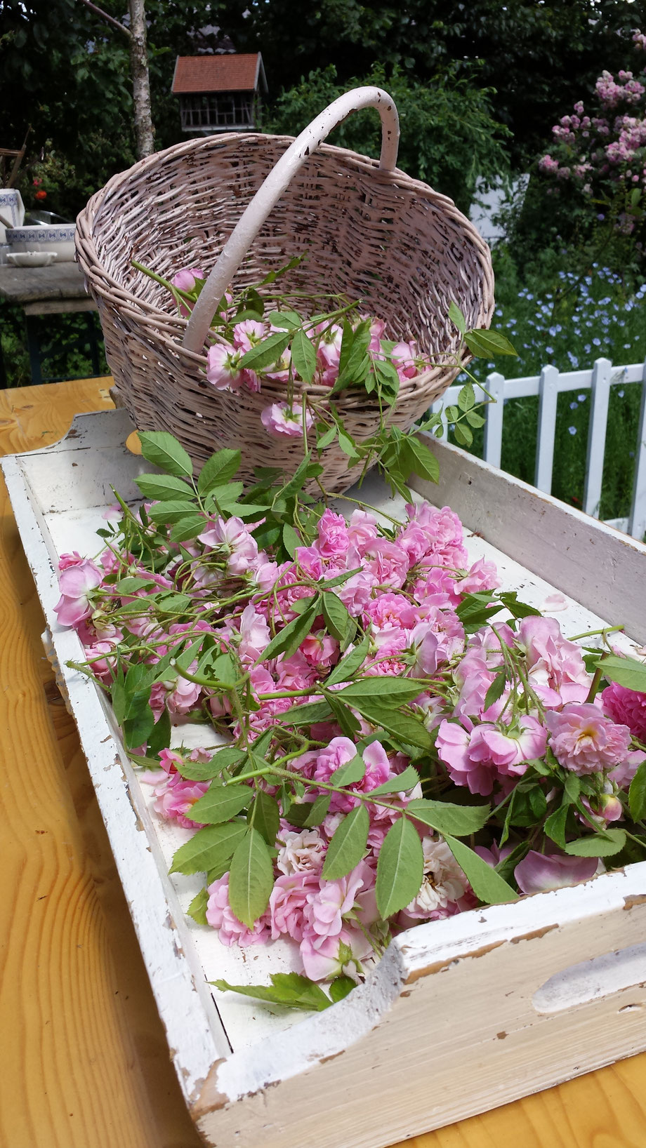 Rosendraht Rosendraht.de Schmuck Schmuckmanufaktur Rosenperlen Rezept Rosenblüten Rosenblütenperlen handgemacht selbstgemacht Rosenernte Rosenblütenblätter Rosenkranz Gebetskette Talisman Rosenkranzperlen Duft duftend Duftrosenkranz