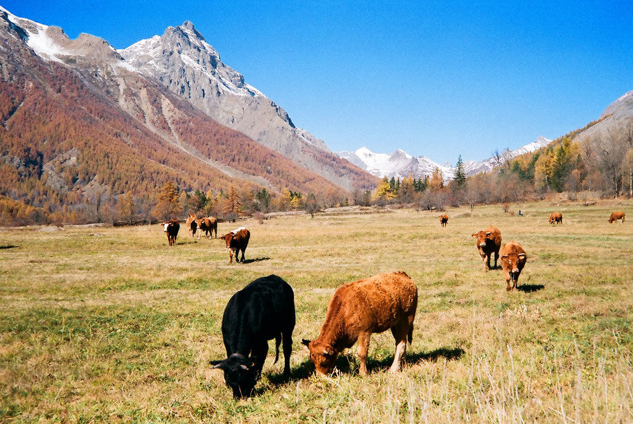 Autunno 2015, Alpi Francesi (With Leica C2 Zoom and Agfa Vista Plus 200 Film)