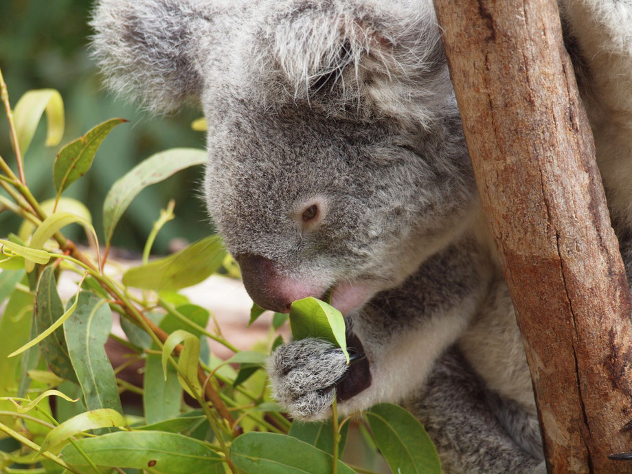 Koala, Australia, Hamilton Island, Wildlife Zoo
