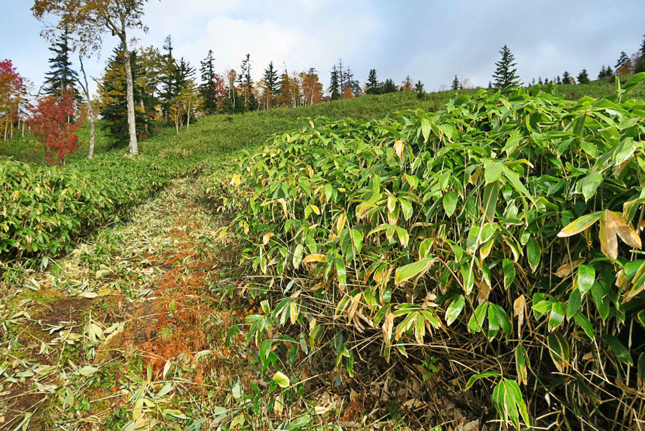 sassa-bamboo-ski-tokachidake-daisetsuzan