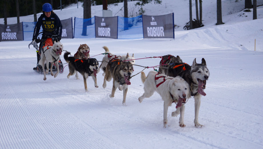 The German musher Angelika Merkel (yes, that really is her name) with her eight husky's
