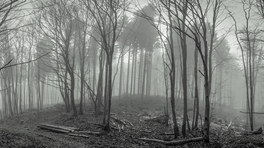 Ghost Wood in S/W