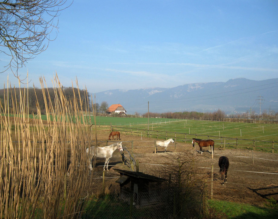 reitferien schweiz