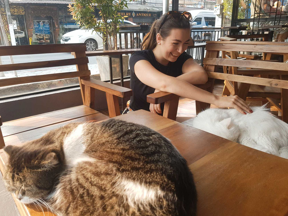 Katzencafé in Chiang Rai