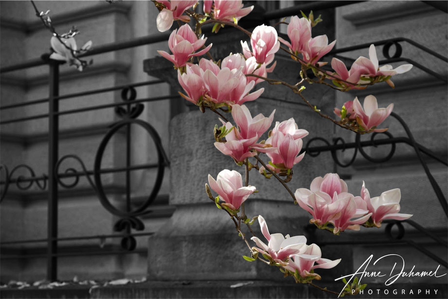ANNE DUHAMEL PHOTOGRAPHY 