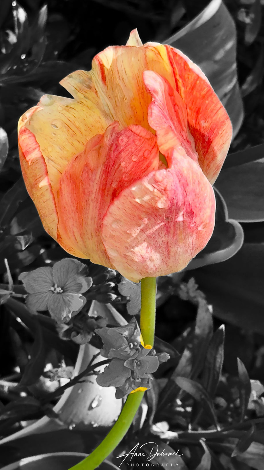 ANNE DUHAMEL PHOTOGRAPHY 