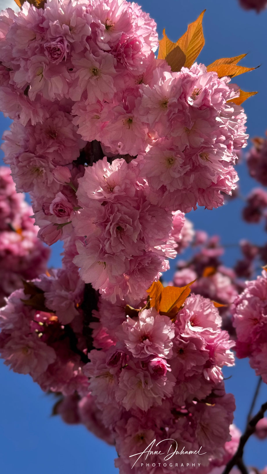 ANNE DUHAMEL PHOTOGRAPHY 
