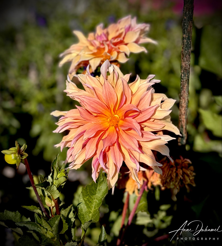 ANNE DUHAMEL PHOTOGRAPHY 