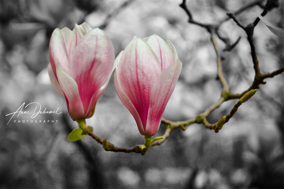 ANNE DUHAMEL PHOTOGRAPHY 