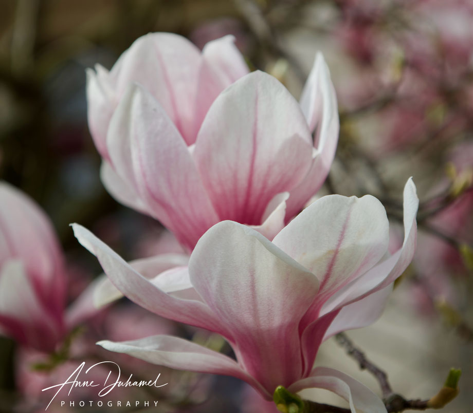 ANNE DUHAMEL PHOTOGRAPHY 