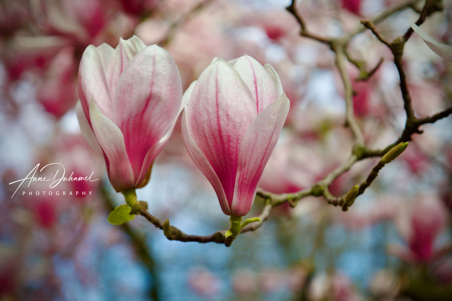 ANNE DUHAMEL PHOTOGRAPHY 