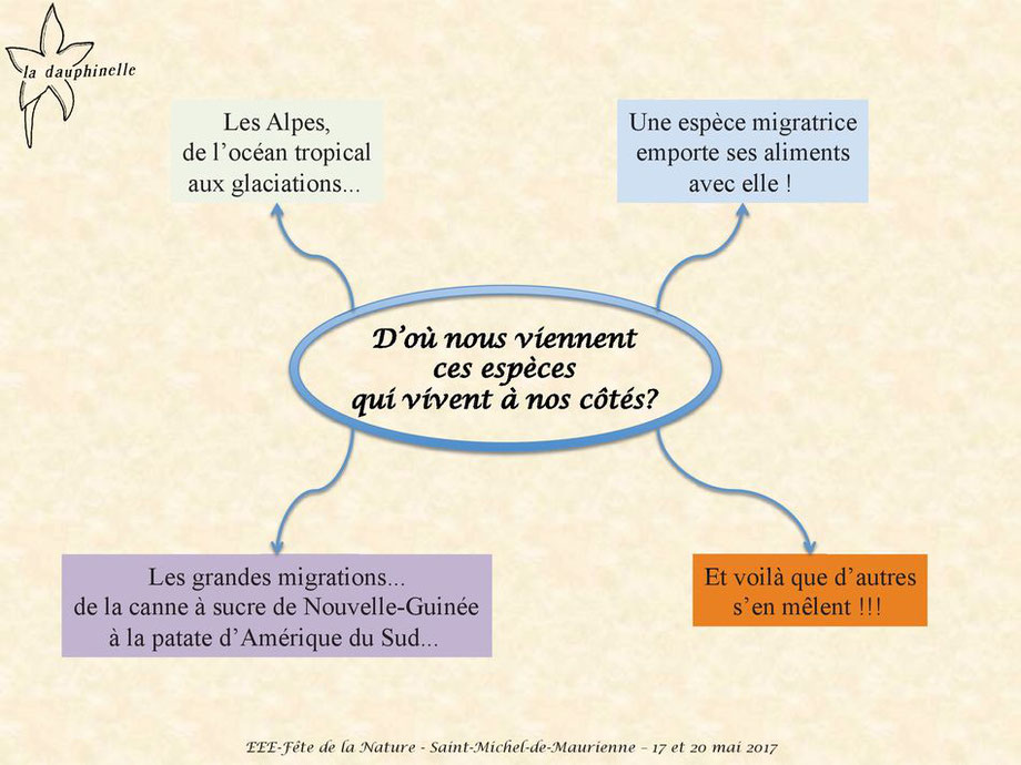 L’origine des espèces exotiques envahissantes, La Dauphinelle d'ou viennent les espèces