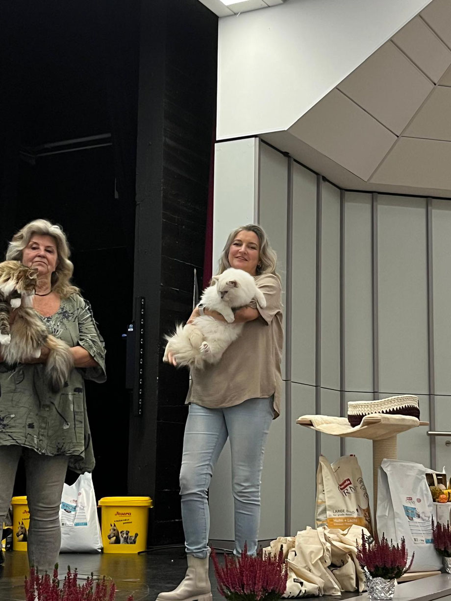 Best of Best und Best in Show ist unser Chase am 11.10.in Seevetal Ragdoll Sondershow (von 35 Ragdolls) geworden.