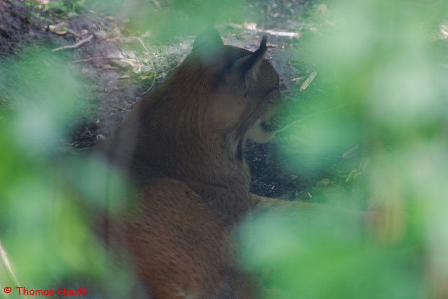 Luchs: Die Aufnahme entstand durch den Maschendrahtzaun. Blende 8 und 1/4 Sekunde Belichtungszeit, ISO 100