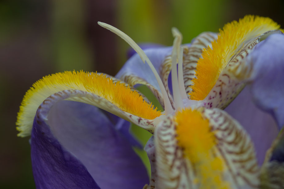 Eine einfache Schwertlilie (Iris)