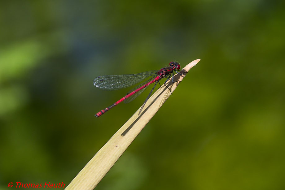 Diese Libelle saß ruhig auf einem Blatt am Teich. Ebenfalls mit dem Leitz Macro-Elmar-R 1:4/100