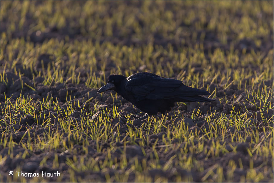 Der Kolkrabe (Corvus corax) ist ein Singvogel aus der Familie der Rabenvögel (Corvidae).