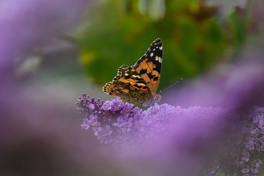 Distelfalter (Vanessa cardui) 