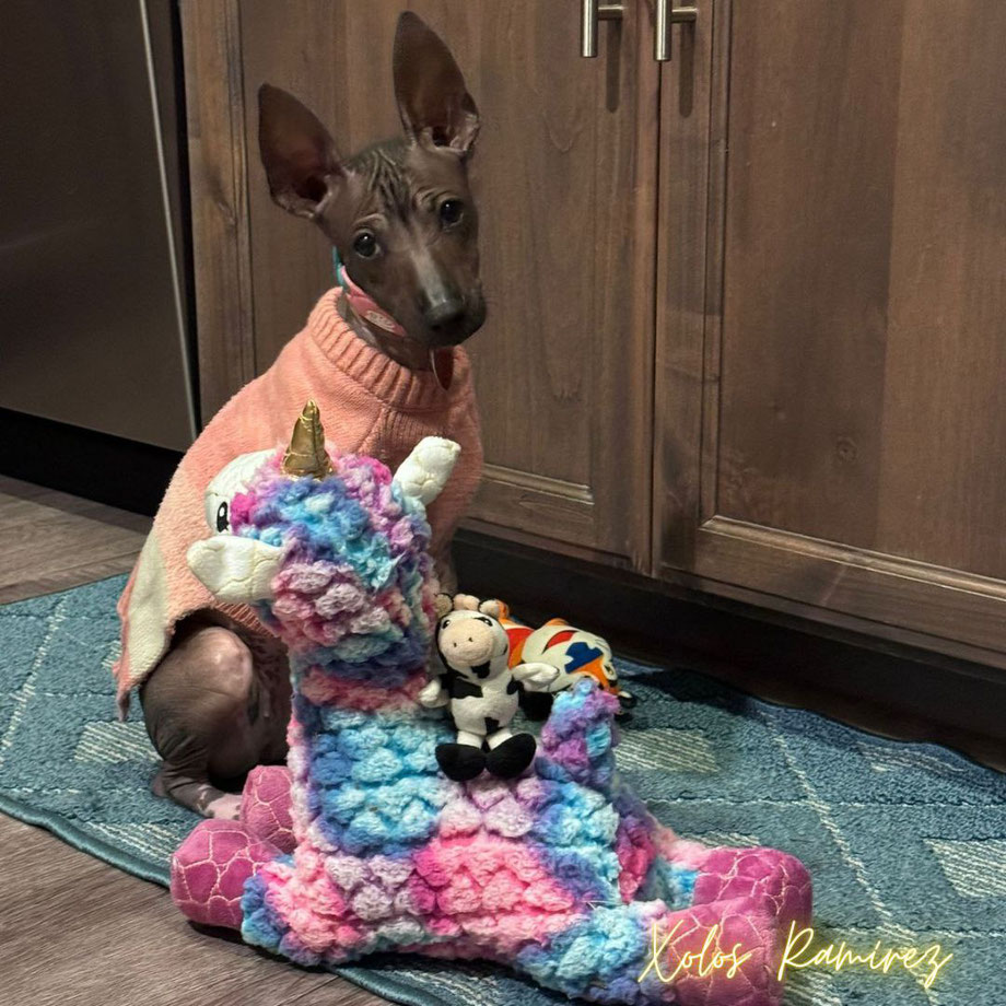 Fotografia de la xoloitzcuintle Shiny Ramirez con sus nuevos juguetes compartida por Yeiron a Xolos Ramirez.