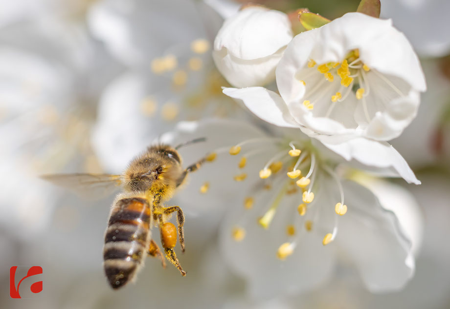 Frühling, Zugersee, Bienenparadies, Blütenpracht, Blüte, Blüten, bienen, Honigbienen, bee, honeybee, Nektar, Insekten, Kirschblüten, Frühlingserwachen, Zuger Kirschen, emsiges Treiben, bestäuben, Obstbaum, Kirschbaum, Nutzinsekten, Bienenvolk, Makrofoto