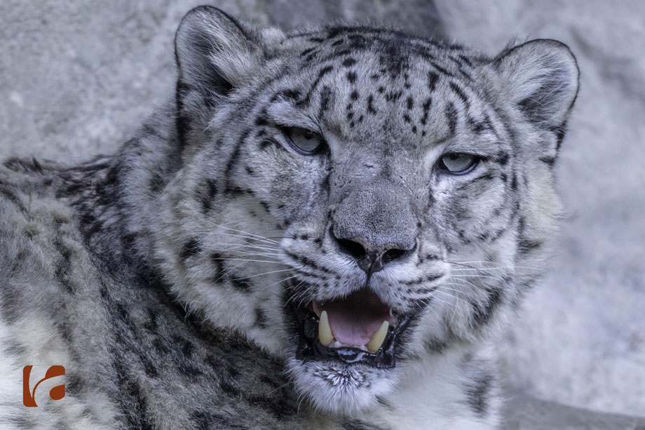 Schneeleopard