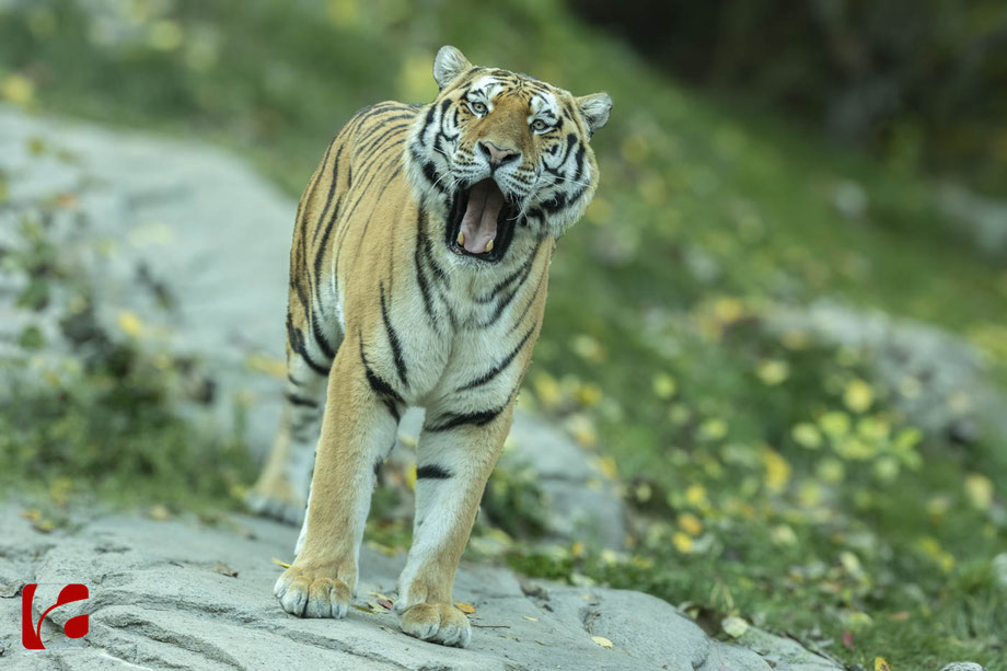 Amurtiger