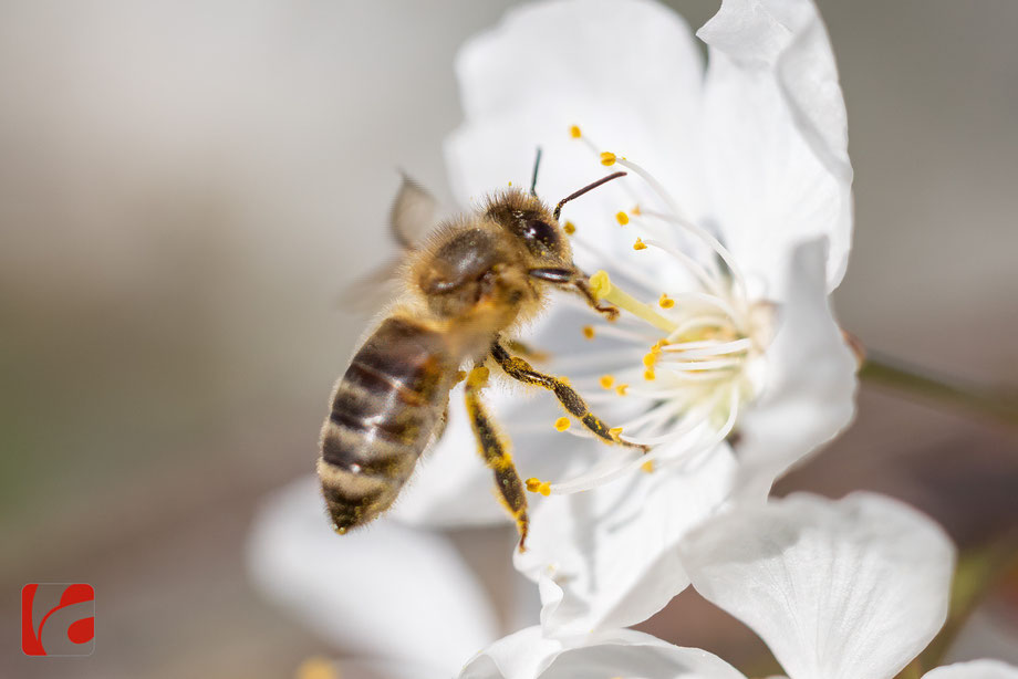 Frühling, Zugersee, Bienenparadies, Blütenpracht, Blüte, Blüten, bienen, Honigbienen, bee, honeybee, Nektar, Insekten, Kirschblüten, Frühlingserwachen, Zuger Kirschen, emsiges Treiben, bestäuben, Obstbaum, Kirschbaum, Nutzinsekten, Bienenvolk, Makrofoto