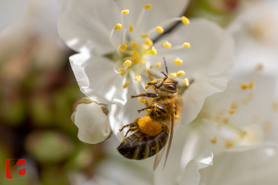 Frühling, Zugersee, Bienenparadies, Blütenpracht, Blüte, Blüten, bienen, Honigbienen, bee, honeybee, Nektar, Insekten, Kirschblüten, Frühlingserwachen, Zuger Kirschen, emsiges Treiben, bestäuben, Obstbaum, Kirschbaum, Nutzinsekten, Bienenvolk, Makrofoto