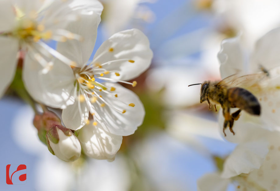 Frühling, Zugersee, Bienenparadies, Blütenpracht, Blüte, Blüten, bienen, Honigbienen, bee, honeybee, Nektar, Insekten, Kirschblüten, Frühlingserwachen, Zuger Kirschen, emsiges Treiben, bestäuben, Obstbaum, Kirschbaum, Nutzinsekten, Bienenvolk, Makrofoto