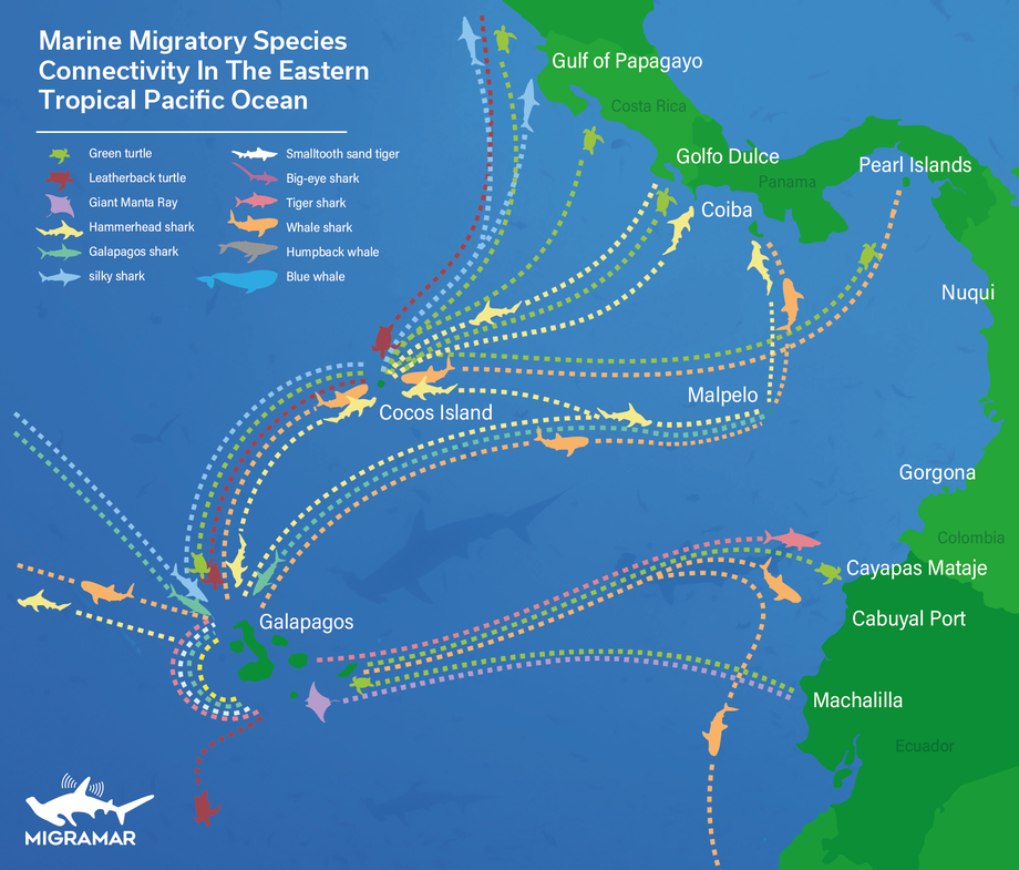 Map of Marine Migratory Species Connectivity in the Eastern Tropical Pacific Ocean