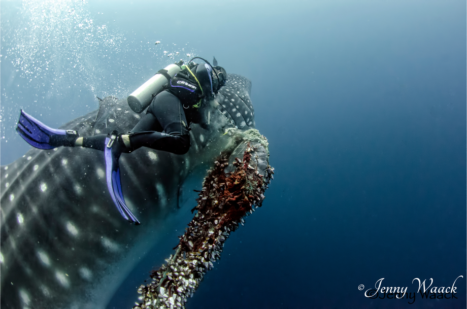  A massive female whale shark from a large fishing net that was wrapped around its fin, a shark scientist cuts off the fishing net 