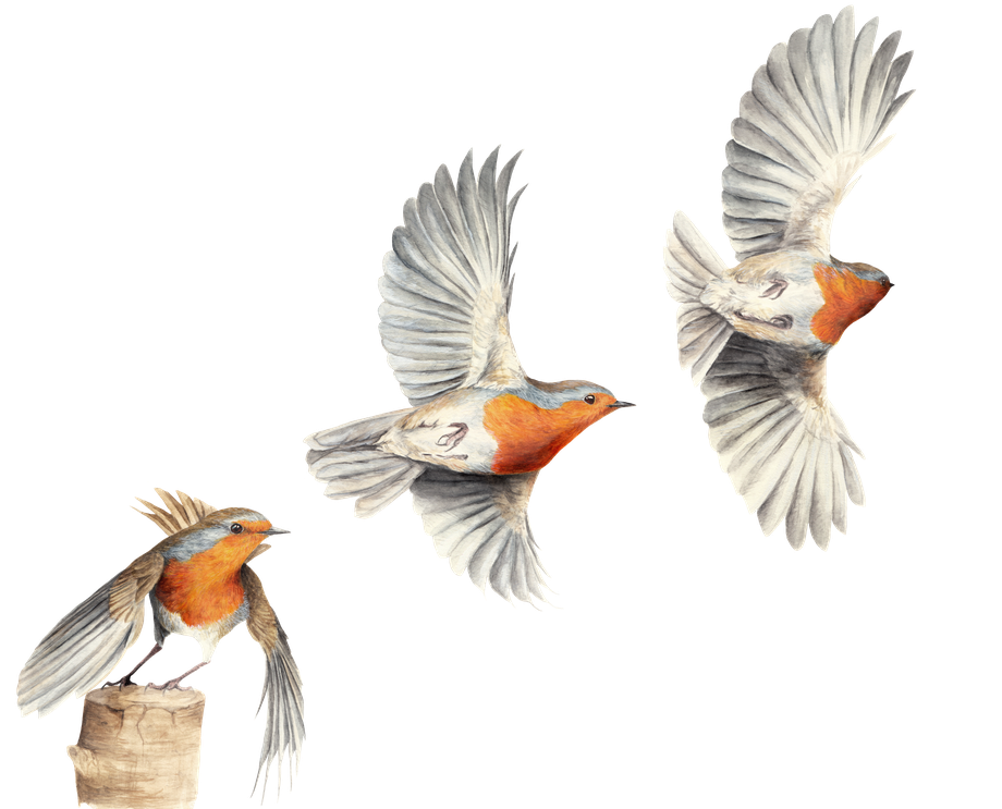 European robin (Erithacus rubecula) with watercolor