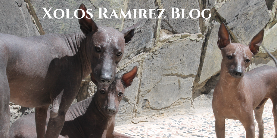 Da Click en Xolos Ramirez Blog para Leer nuestras últimas Noticias :)
