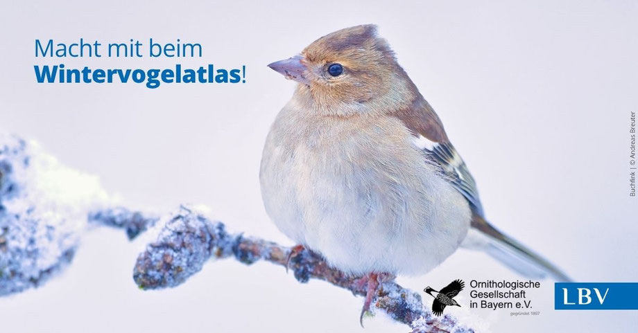 Key Visual für Stunde der Gartenvögel 2024