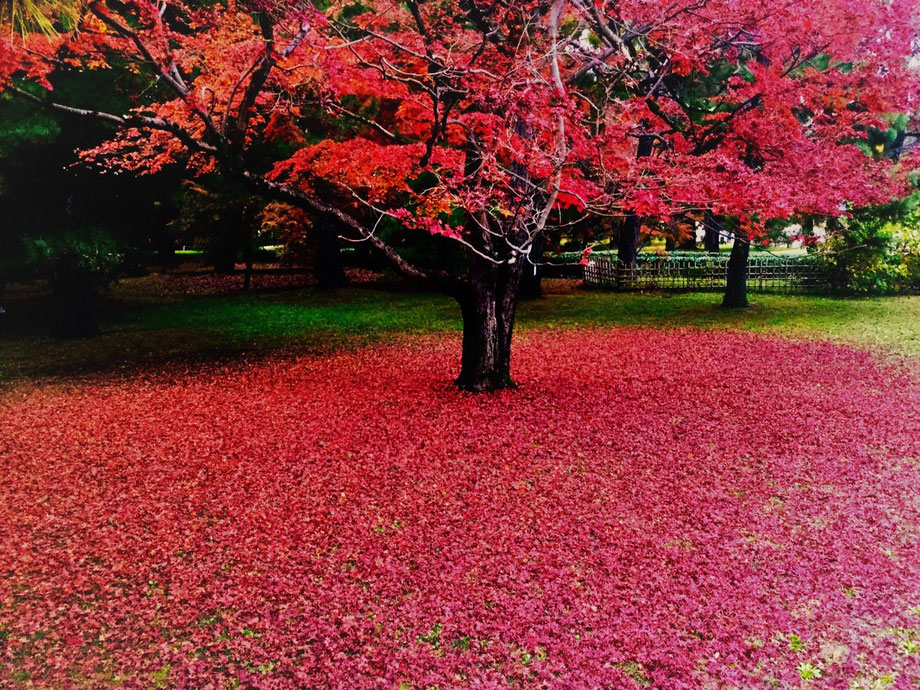 京都御所の紅葉